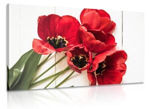 Obraz rozkvitnuté červené tulipány