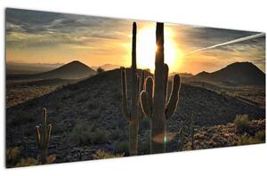 Obraz - kaktusy v slnku (120x50 cm)