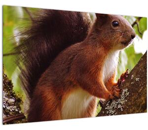 Obraz veveričky (90x60 cm)