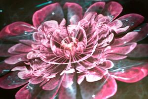 Obraz magický ružový kvet