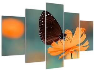 Obraz - motýľ na oranžovom kvete (150x105 cm)