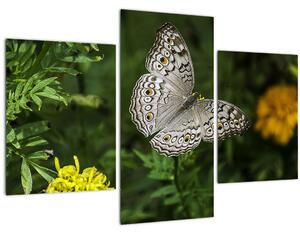 Obraz - biely motýľ (90x60 cm)