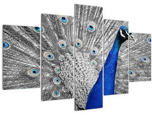 Obraz - modrý páv (150x105 cm)