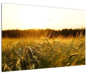 Obraz orosenej trávy (90x60 cm)