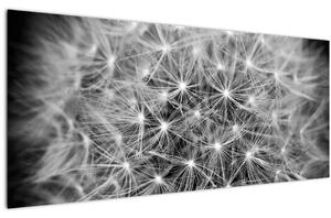 Obraz sivej púpavy (120x50 cm)