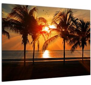 Obraz palmy v západe slnka (70x50 cm)