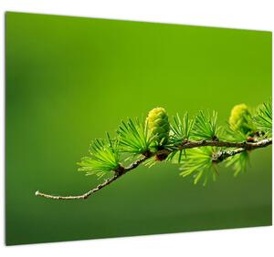 Obraz zelenej šišky (70x50 cm)