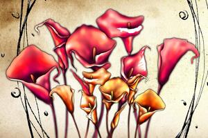 Obraz červené kvety kaly