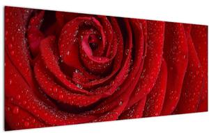 Obraz - detail ruže (120x50 cm)