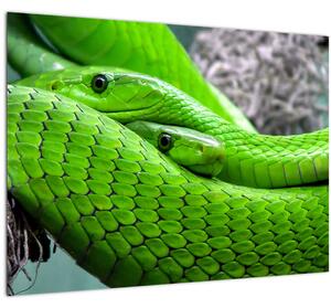 Obraz zelených hadov (70x50 cm)