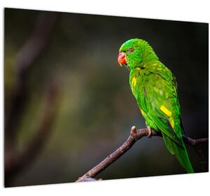 Obraz papagája na vetve (70x50 cm)