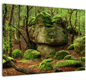 Obraz čarovného lesa (70x50 cm)