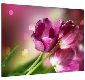 Obraz ružových tulipánov (70x50 cm)