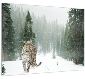 Obraz leoparda v snehu (70x50 cm)