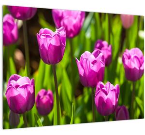 Obraz tulipánov na lúke (70x50 cm)