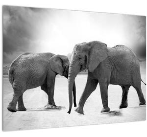 Obraz slonov (70x50 cm)