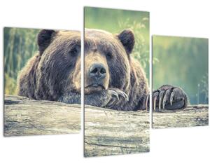 Obraz medveďa (90x60 cm)