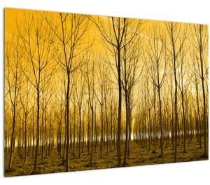 Obraz lesa pri západe slnka (90x60 cm)