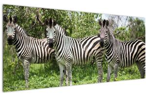 Obraz so zebrami (120x50 cm)