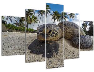 Obraz korytnačky (150x105 cm)