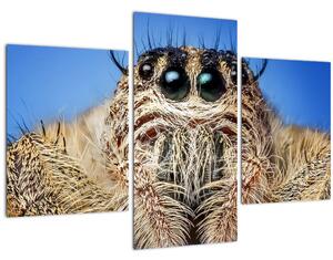 Obraz detailu pavúka (90x60 cm)