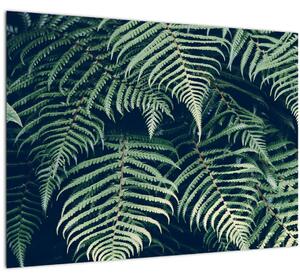 Obraz listov papradí (70x50 cm)