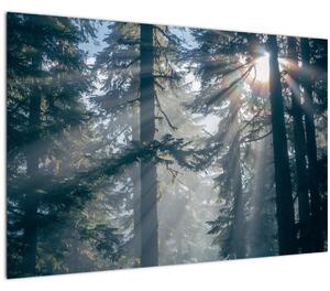 Obraz stromov s presvitajúcim slnkom (90x60 cm)