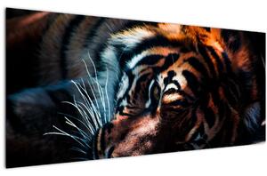 Obraz ležiaceho tigra (120x50 cm)