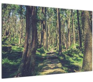 Obraz cesty medzi stromami (90x60 cm)