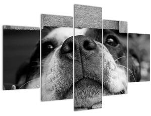 Obraz psa (150x105 cm)