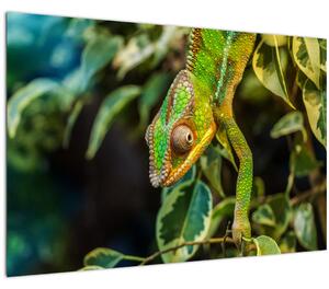 Obraz chameleóna (90x60 cm)