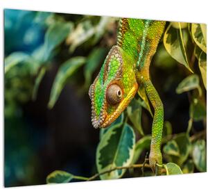 Obraz chameleóna (70x50 cm)