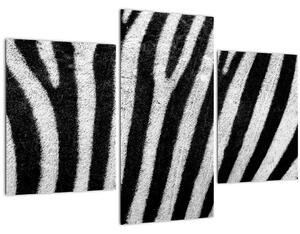 Obraz kože zebry (90x60 cm)