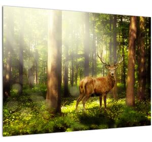 Obraz jeleňa v lese (70x50 cm)