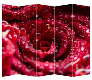 Paraván - Kvet červenej ruže (210x170 cm)