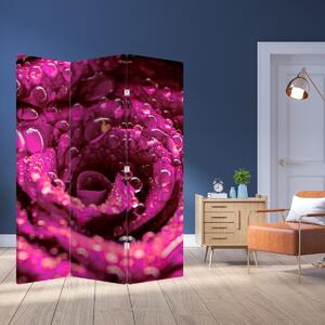 Paraván - Ružový kvet ruže (126x170 cm)