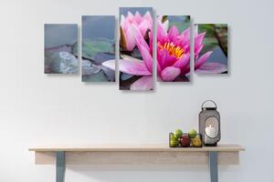 5-dielny obraz ružový lotosový kvet