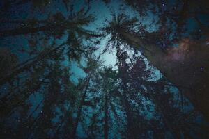 Obraz noc v lese