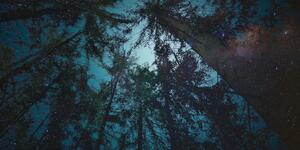 Obraz les pod nočnou oblohou