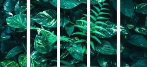 5-dielny obraz svieže tropické listy