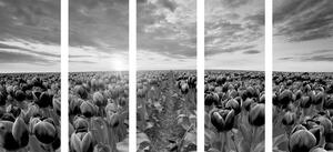 5-dielny obraz východ slnka nad lúkou s tulipánmi v čiernobielom prevedení