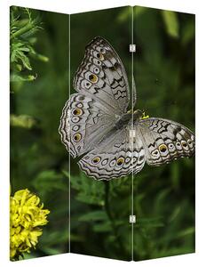 Paraván - Biely motýľ (126x170 cm)