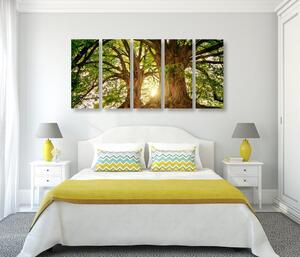 5-dielny obraz majestátne stromy