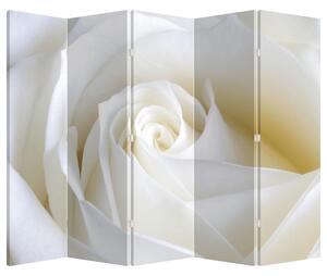 Paraván - Biela ruža (225x180 cm)