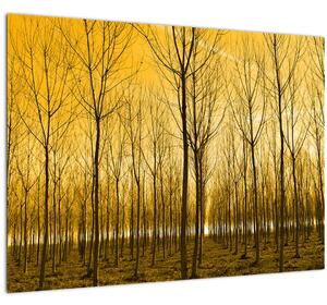 Obraz - Plantáž stromov (70x50 cm)