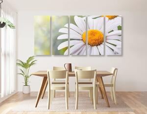 5-dielny obraz kvety margarétky