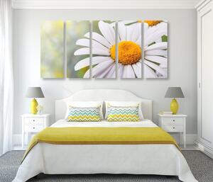 5-dielny obraz kvety margarétky