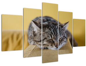 Obraz mačky na pohovke (150x105 cm)