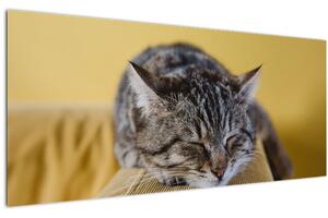 Obraz mačky na pohovke (120x50 cm)