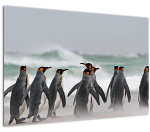 Obraz tučniakov pri oceáne (90x60 cm)